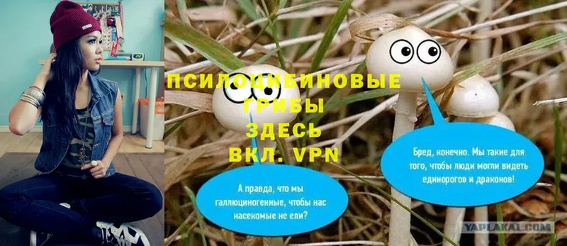 Галлюциногенные грибы Psilocybe  Новочеркасск 